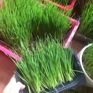 Hạt giống cỏ lúa mì