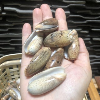 Vỏ ốc trang trí, vỏ ốc dừa