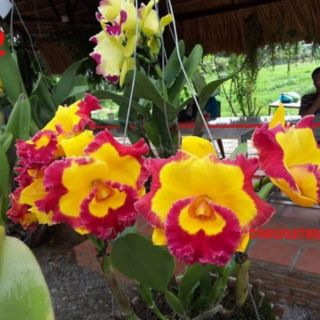 Cattleya cây giống