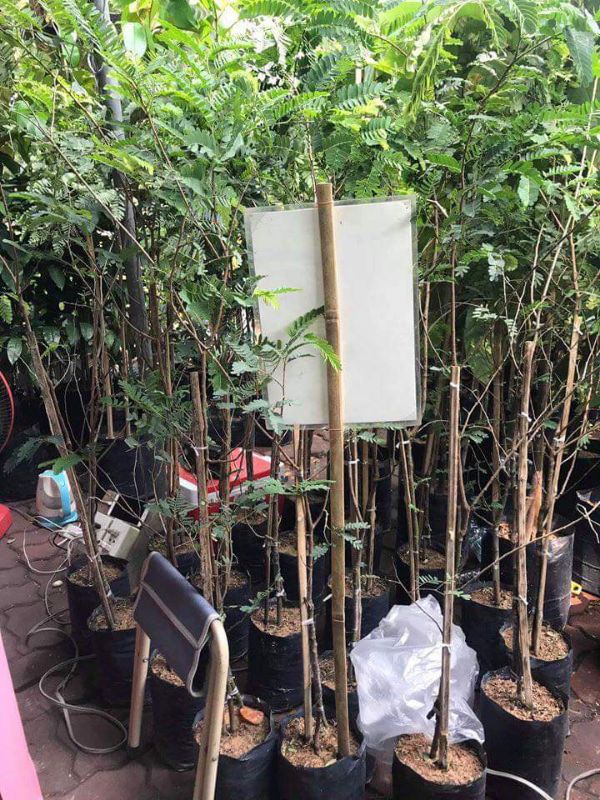Cây Me Đỏ Thái Lan.. 6 tháng cây cho trái
