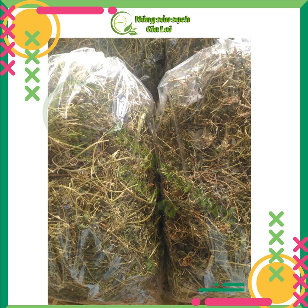 Cây khổ qua rừng hỗ trợ trị tiểu đường | BigBuy360 - bigbuy360.vn