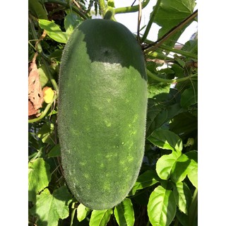Hạt giống bí đao khổng lồ Bình Định