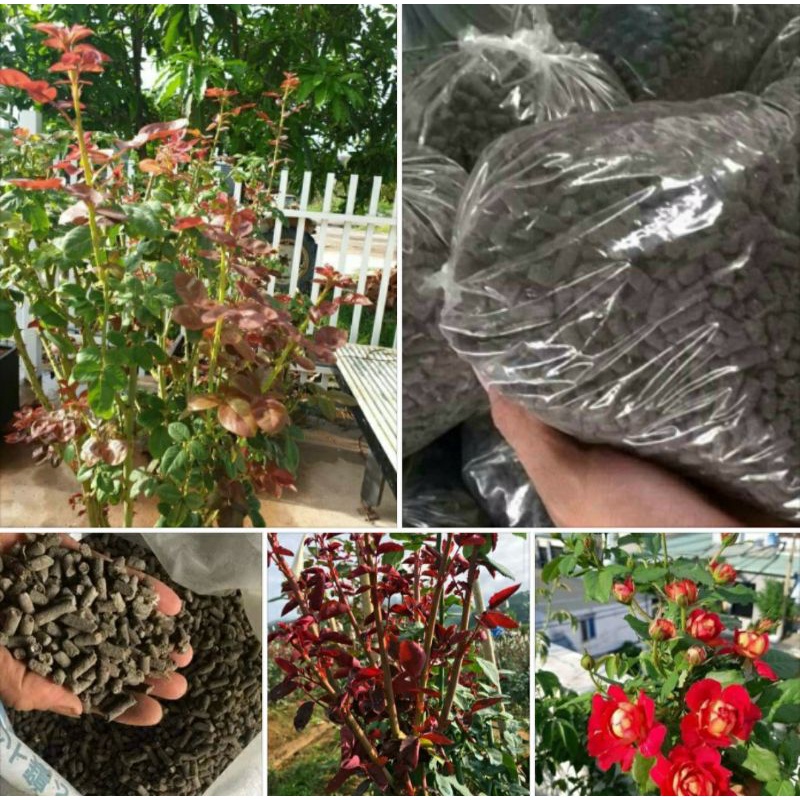 Phân ga nhật 0.5kg