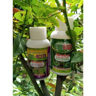 Combo 2 SP  OLIGO (100ml) + NICOTIN(100ml)- Chuyên phòng trị các bệnh trĩ, nhện, rệp, sâu, nấm... trên cây hoa