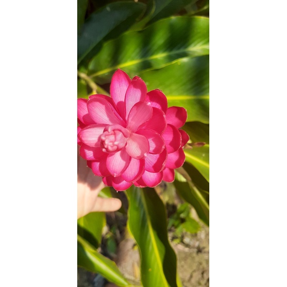 Cây hoa Hạnh Phúc giống (Riềng tía)( giao cây ảnh cuối)