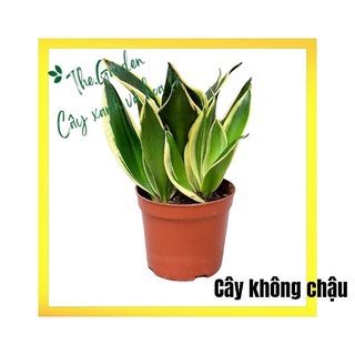 Cây Lưỡi Hổ Thái chậu nhựa