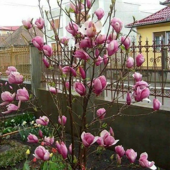 Cây hoa mộc lan có sẵn nụ hoa giống