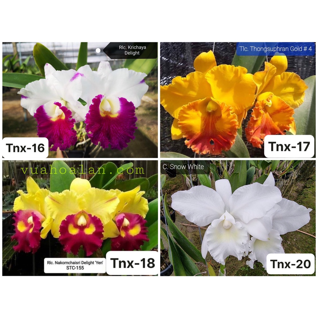 Cattleya Nhiều Màu Hoa Đại Chuẩn Mặt Hoa