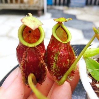 Combo 3 cây nắp ấm #2