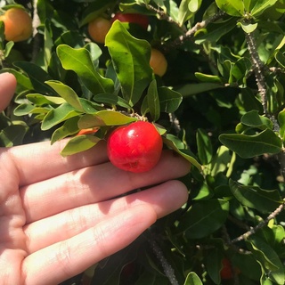 HẠT GIỐNG CÂY SƠ RI - 10 hạt/ gói