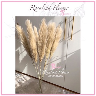 Cỏ lau khô trang trí siêu to siêu đẹp hoa khô Dried Pampas