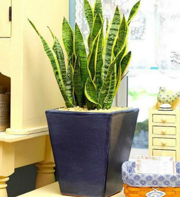 Cây lưỡi hổ Thái mini để bàn