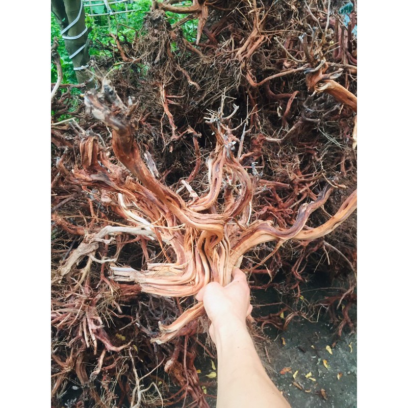 Lũa Kim Sa Tùng.trang trí bể cá 1kg