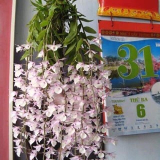 Hạc vĩ đang ra hoa