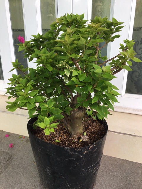 Cây giấy Mỹ siêu hoa