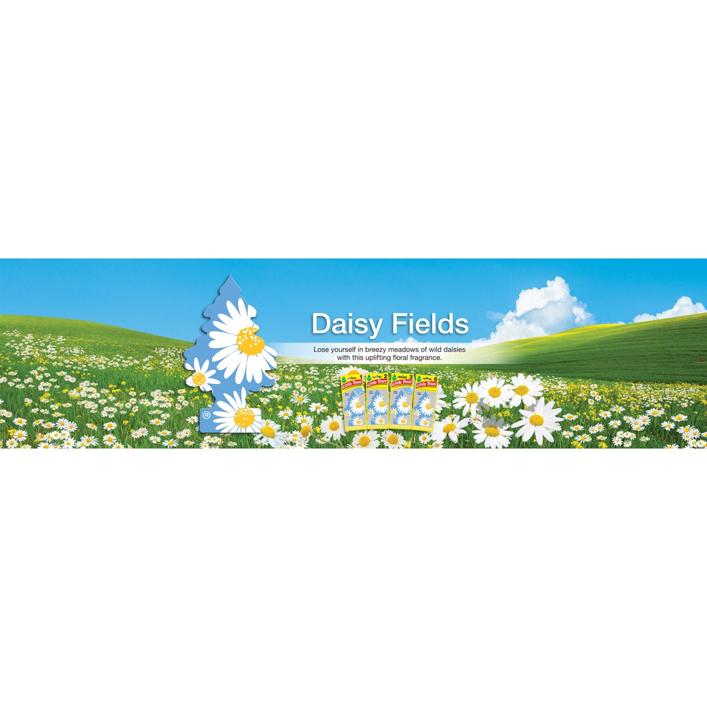Cây thông thơm Daisy Fields  hương hoa cúc