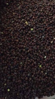 Thức Ăn Căng Lửa Cho Cu Gáy 1kg