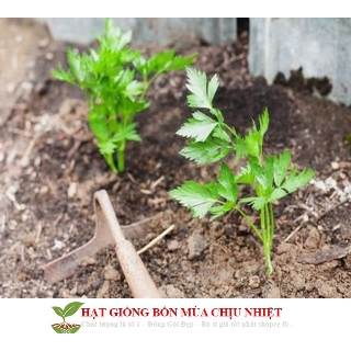 GÓI HẠT GIỐNG CẦN TÂY DỄ NAY MẦM HẠT MỚI NHẤT