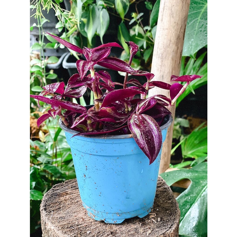 Cây Tradescantia Zebrina 'Deep Purple' (Thài Lài Siêu Tím Deep Purple) (không phải Thài Lài Tím Thường) chậu nhựa 10cm