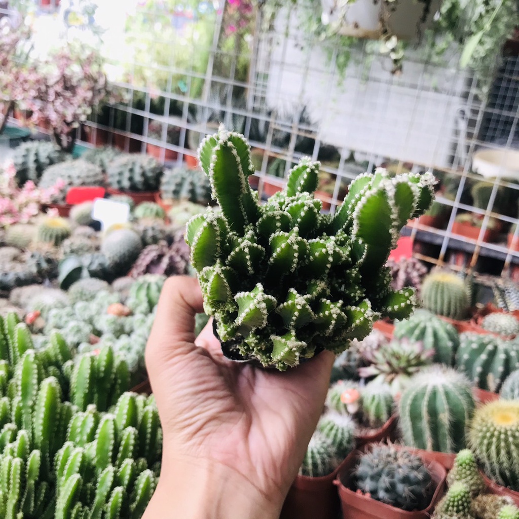 Xương Rồng Thanh Sơn Bụi To, Chưa kèm Chậu