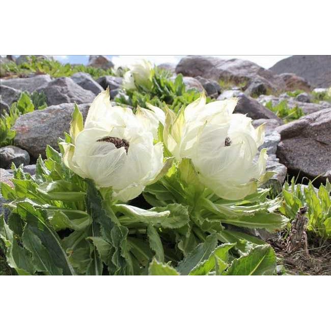 Hoa sen tuyết sấy khô 100g