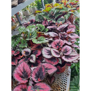 cây hải đường, begonia