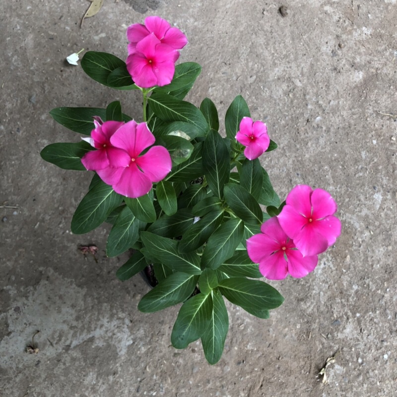 Cây hoa - hoa dừa cạn Cao 15cm hoa nở bắt mắt thích hợp trang trí sân vườn cảnh quan