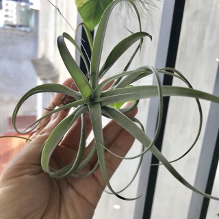 Cây không khí Tillandsia capitata