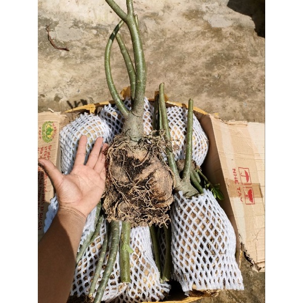 Củ hoa sứ thái củ to