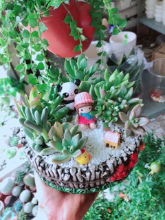 Chậu sen đá tiểu cảnh