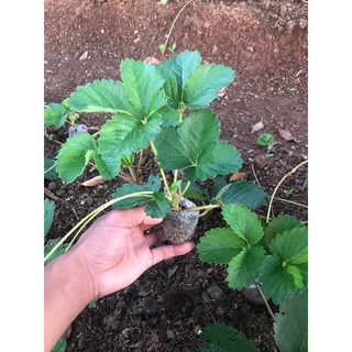 Cây dâu tây Bạch tuyeert chuẩn giống chịu nhiệt