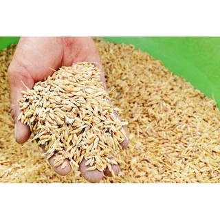 1kg thóc lúa cho gà vịt (hạt dài)