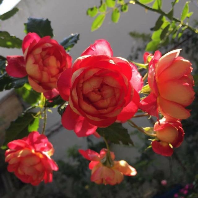 Hoa hồng ngoại leo Docteurs Massad rose màu đỏ Ruby- vườn hoa melinhrose