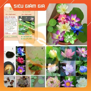 Bộ 10 gói hạt giống Sen nhật - THEXANH HCT