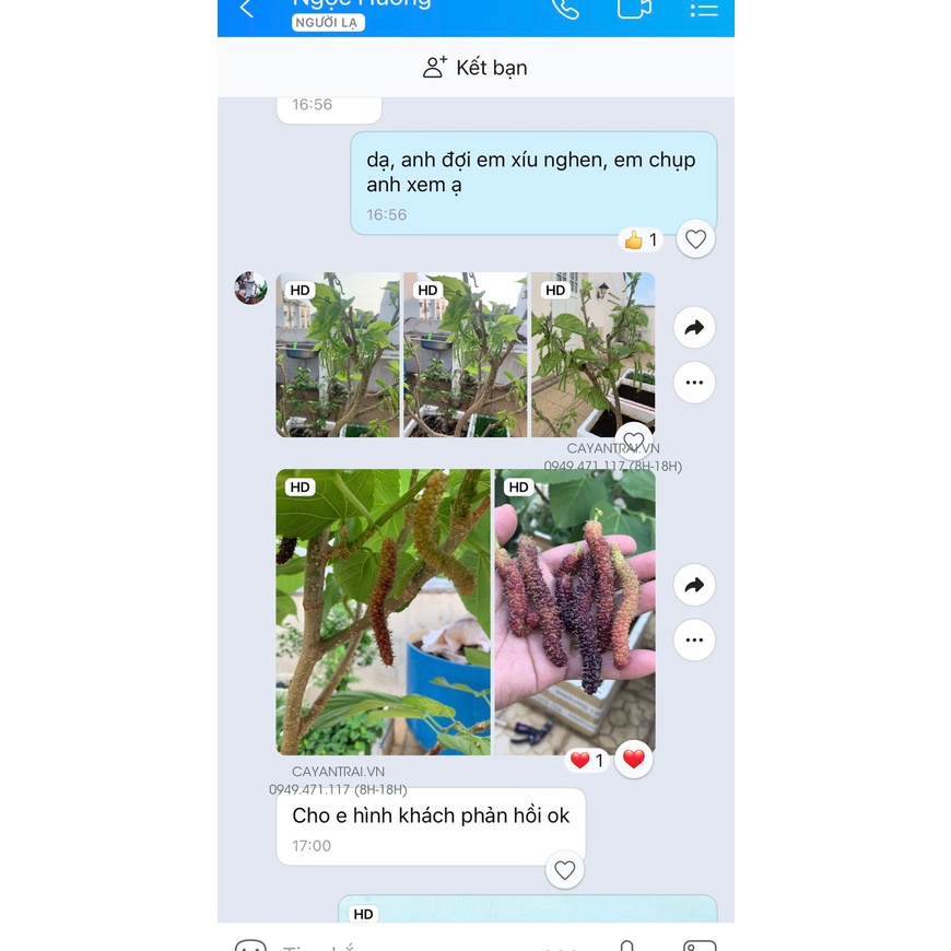 Dâu tằm trái dài Đài Loan