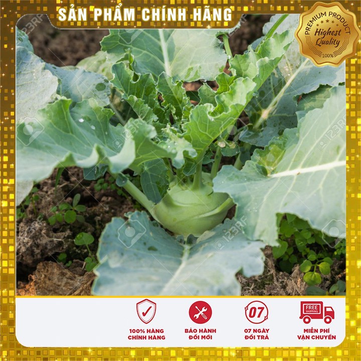 Hạt giống Su Hào Xanh trồng thùng xốp trồng vườn ( gói 0.2 gram)