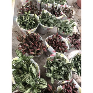 Bộ 3 cây may mắn fittonia