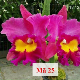 Lan cattleya cây giống ,lan cát