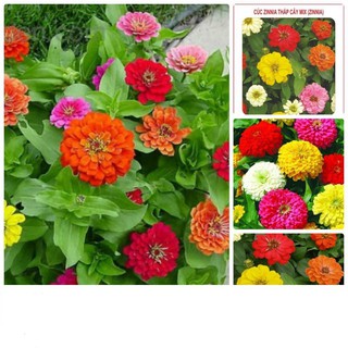 GÓI 50 HẠT GIỐNG HOA CÚC LÁ NHÁM CÚC ZINNIA THẤP MIX ĐẾN MÙA TRỒNG TẾT  KHUYẾN MẠI SHOP MỚI HẠ GIÁ SỈ