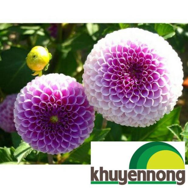 50 Hạt giống hoa thược dược tổ ong