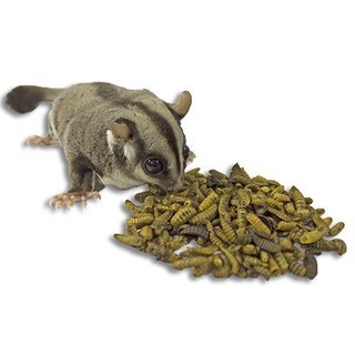 sâu canxi sấy khô dành cho hamster/nhím/bò sát/ chim/ gà/.... giàu canxi và protein