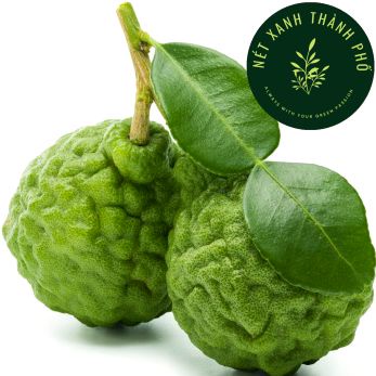 Hạt giống Chanh Thái, Kaffir lime, chanh chúc, 10 hạt