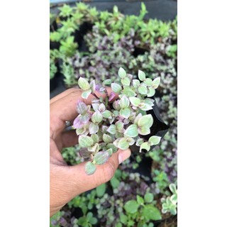 Pink lady - Quý cô hồng