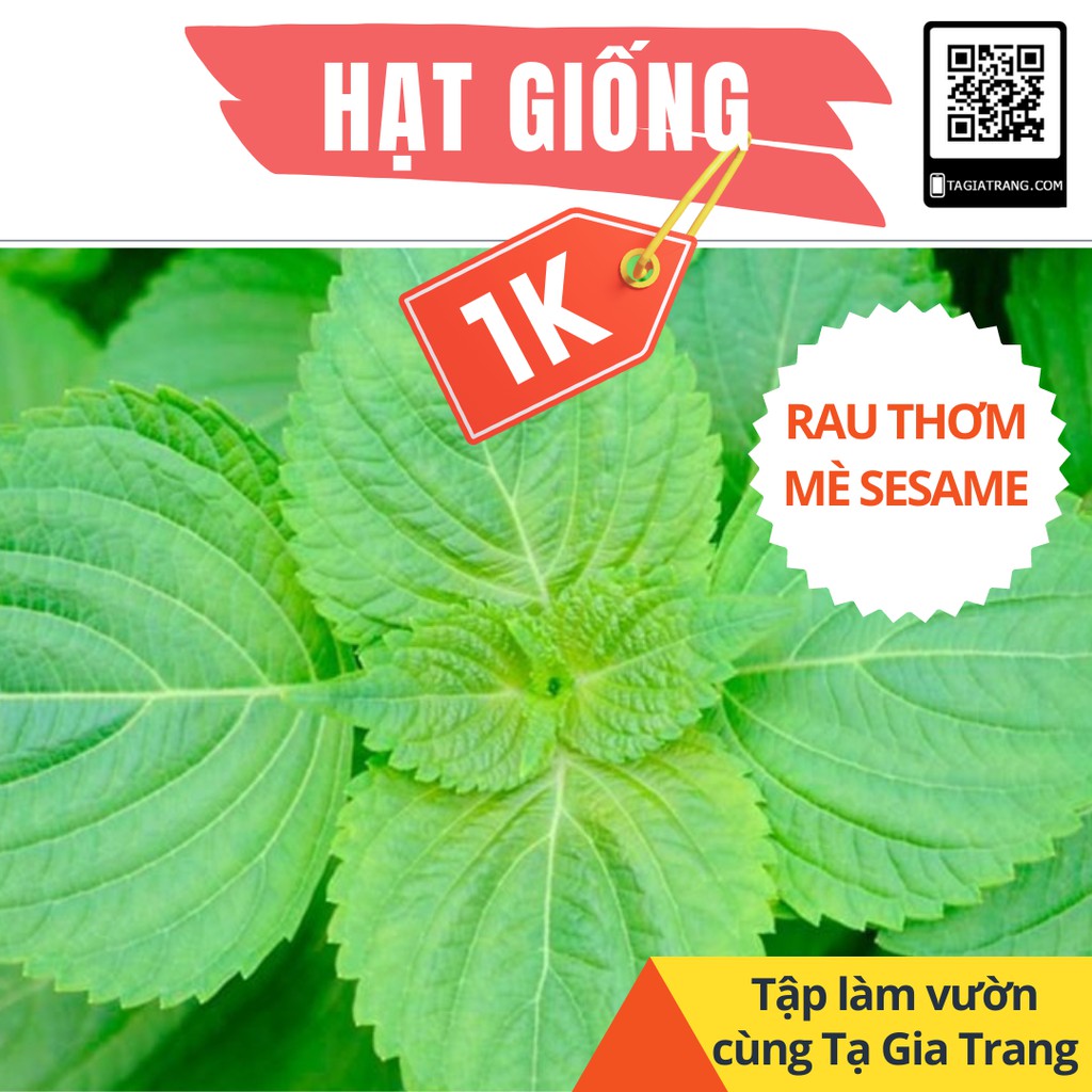 Deal 1K - Gói 10 Hạt giống rau thơm mè Sesame Hàn Quốc - Tập làm vườn cùng Tạ Gia Trang