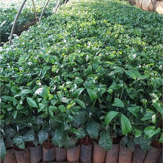 Cây cà phê vối TR4 (cao sản)