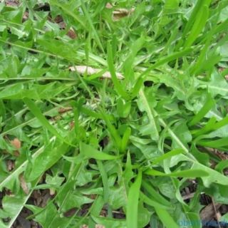 Bồ công anh 900g