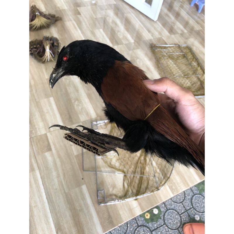 1 con bịp giả bơm keo 2021 hàng chất lượng, dùng để đánh chung với mẹt