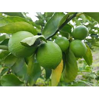 Chanh tứ quý ghép - Cây trong bầu