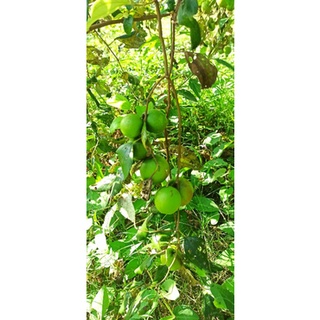 cây giống táo thái