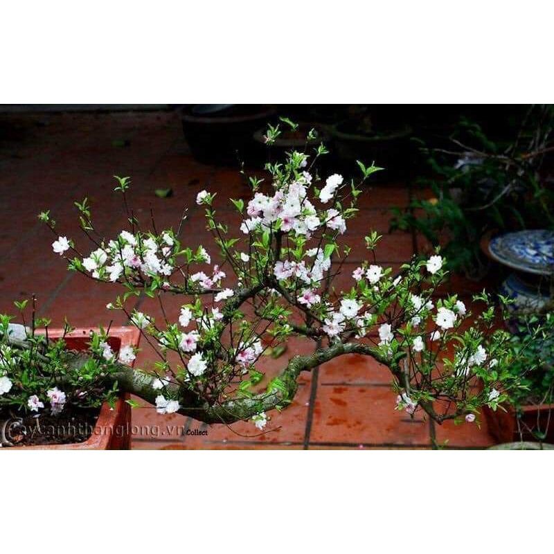 Nhất chi mai cây giống